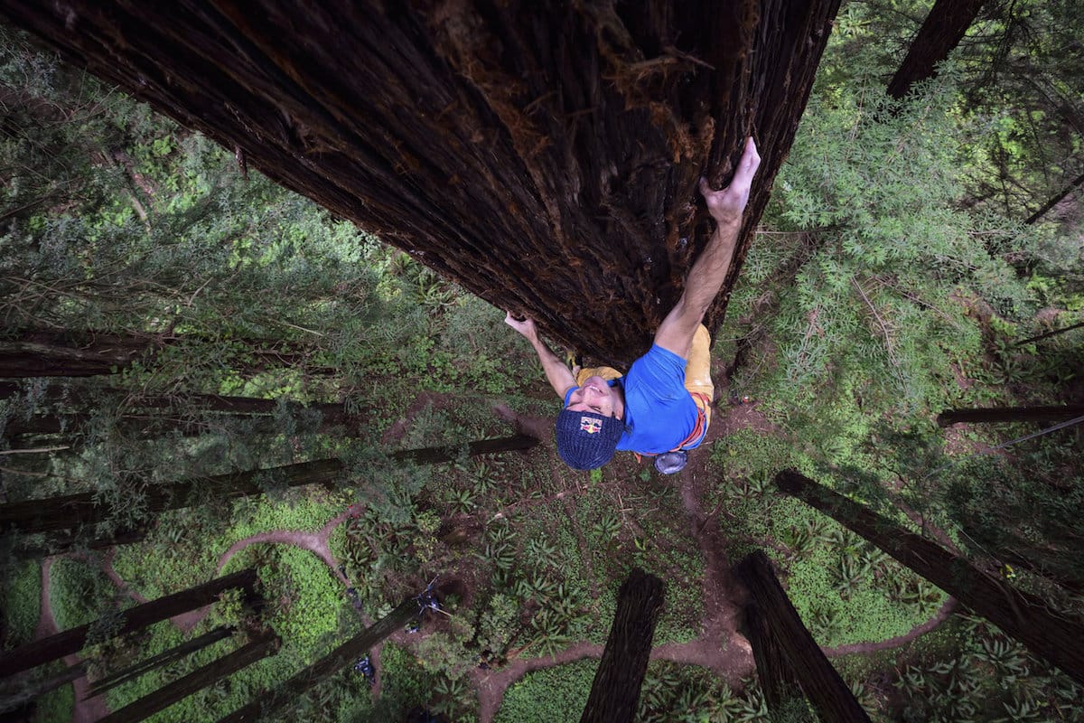 Chris Sharma climbs a Redwood tree in Eureka, CA, USA on 18 May, 2015.